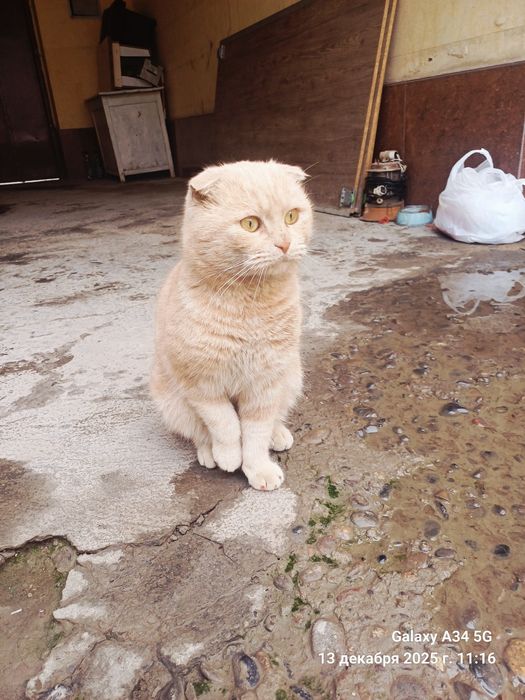 Mushuk sotiladi 100$ zoti Scottish Fold o'g'il bola