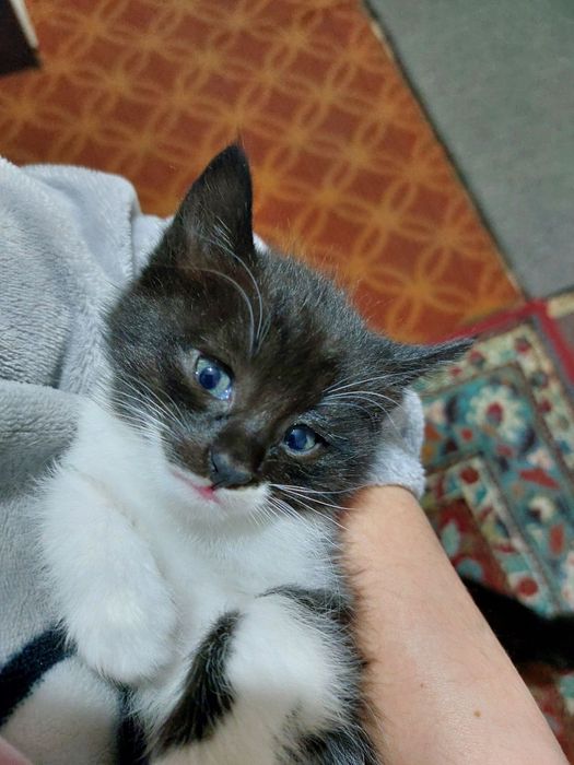 2 oylik mushukchalar yaxshi mehribon qollarga beriladi