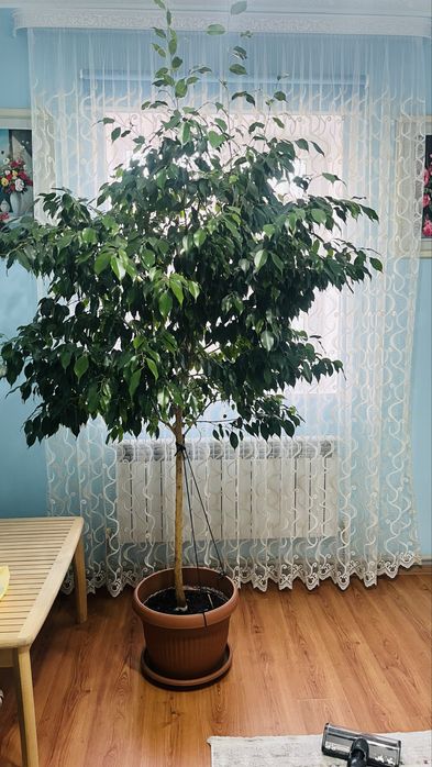 Цветы фикус 3м.