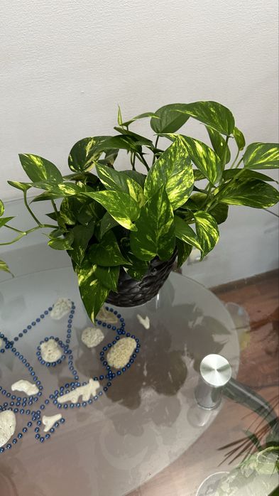 Сцимдаптус продается