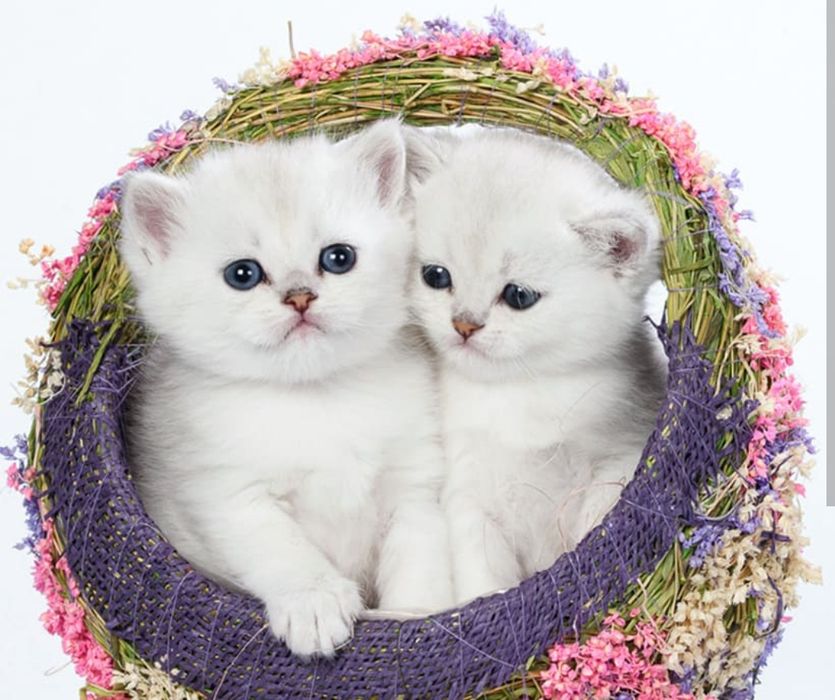 Кошечка беременная шиншилла