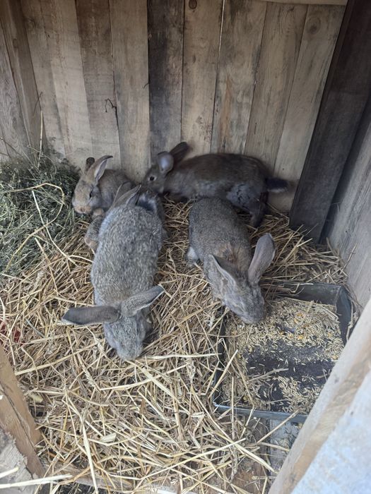 Iepurasi urias german 2 luni