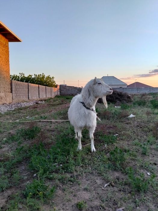 Орыс ешкі сатылады
