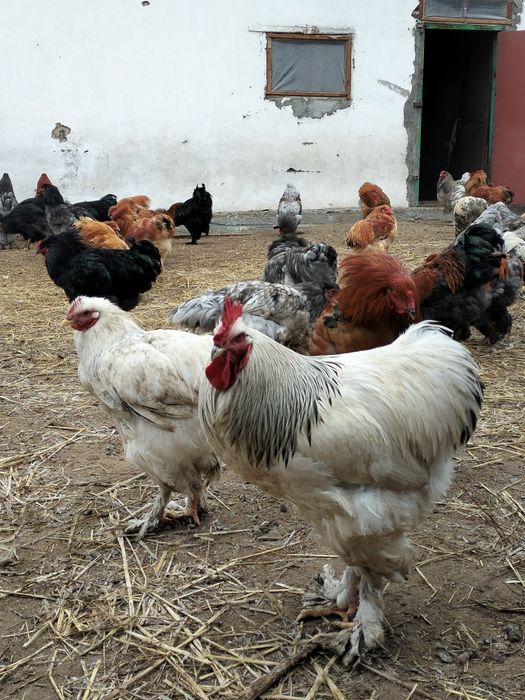 Продам петухов брама 10000.