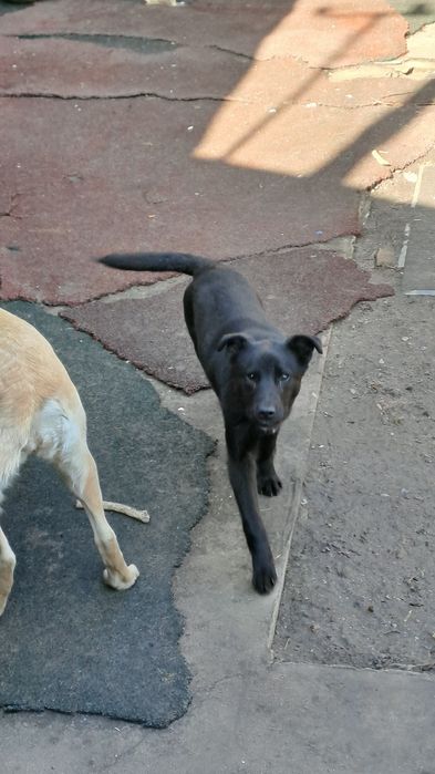 Щенок подросток для охраный