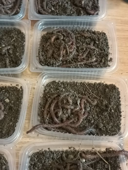 Червы дендробена крупные