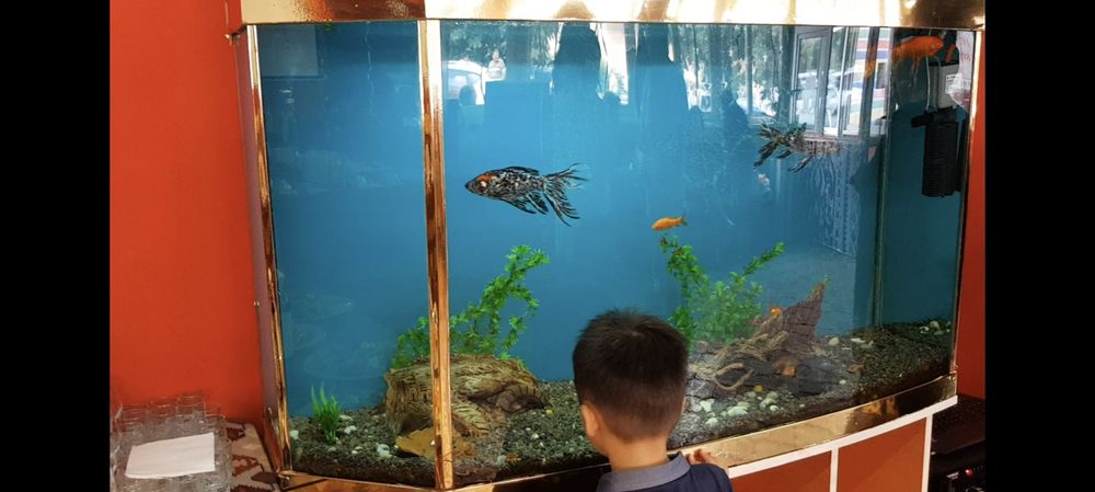 Продам аквариум большой