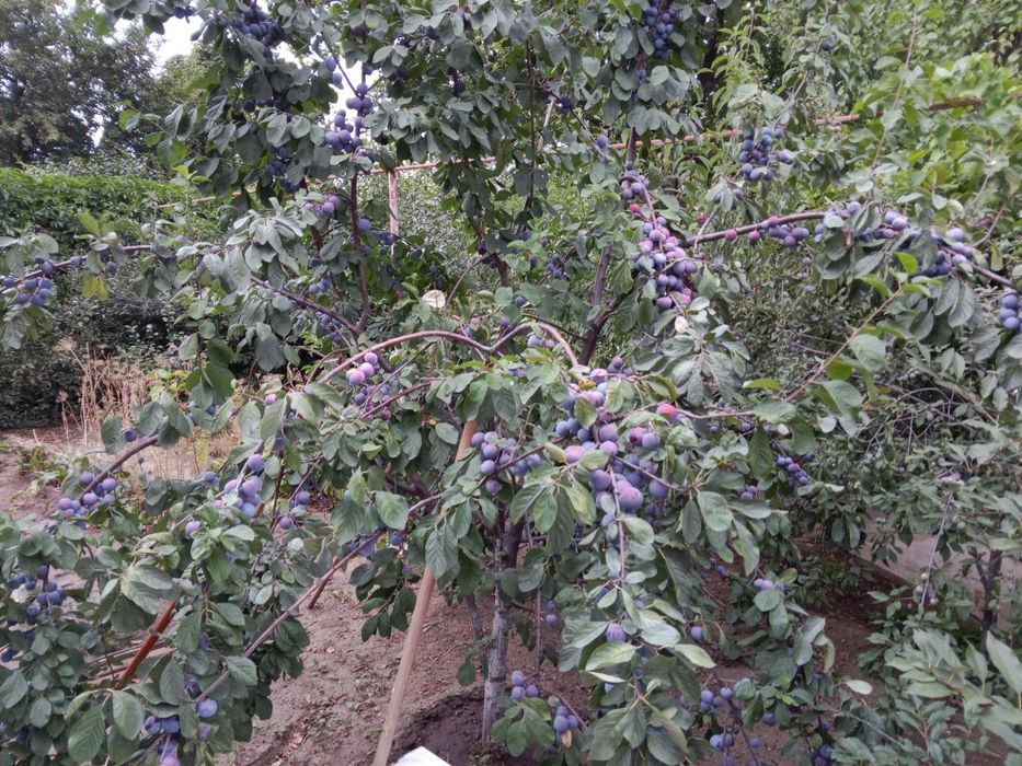 Продам дом в частном секторе гмз