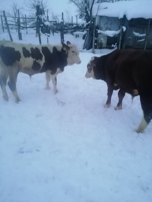 vand 2 taurasi de 7 luni