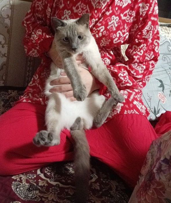 Мушук сотилади сиамская
