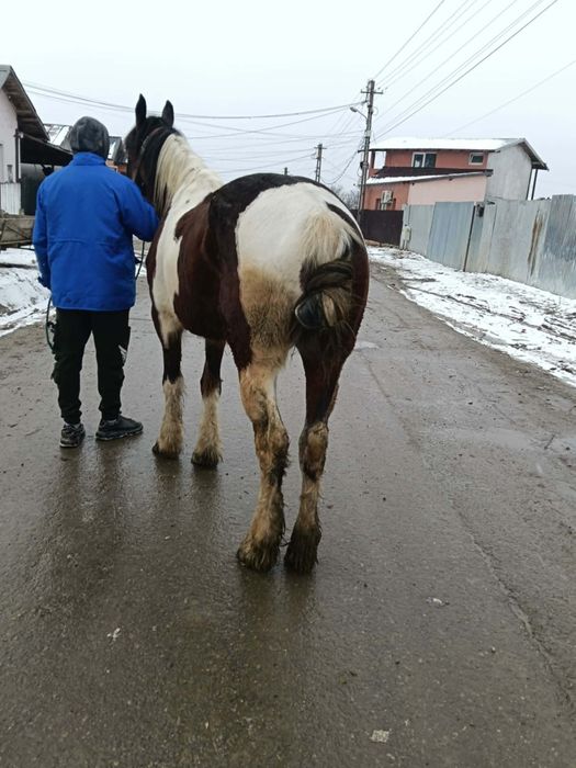 Vând iapa balțata de 5 ani sau schimb