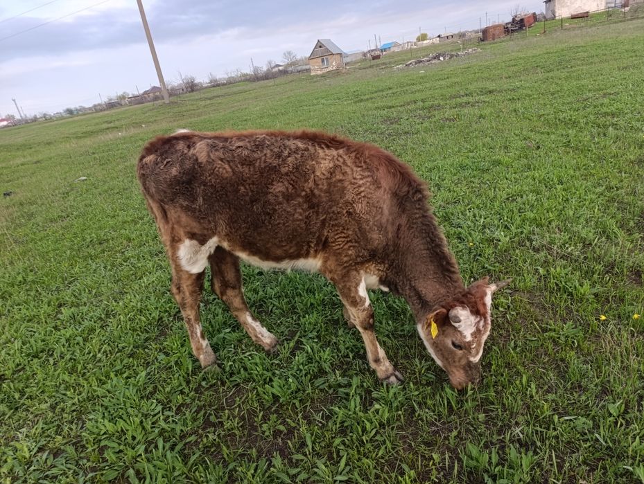 Продам телку 2 года