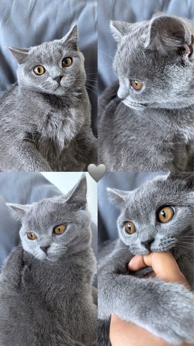 Британска котка, на 6 месеца