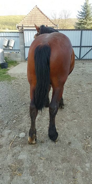 Mânz castrat foarte blând