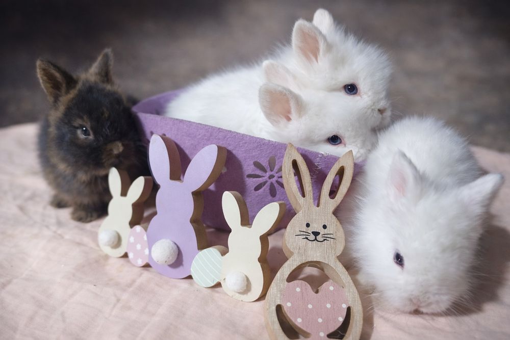 Vând iepuri diferite rase , vârste diferite