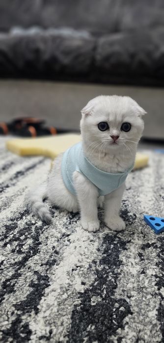 Смотришь фолд Кошечка
