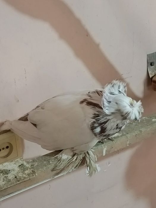 Продаются голуби