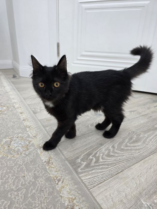 Отдам котёнка в хорошие руки