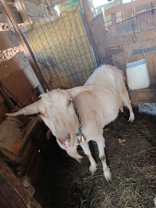 Vind capra cu 2 iezi Metisa  Anglo - Nubiana