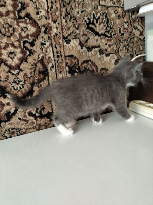 Кошка с котятами