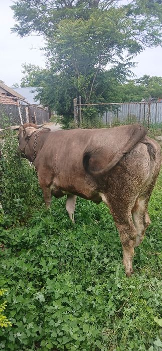 Vacă cu Vițel de Vânzare