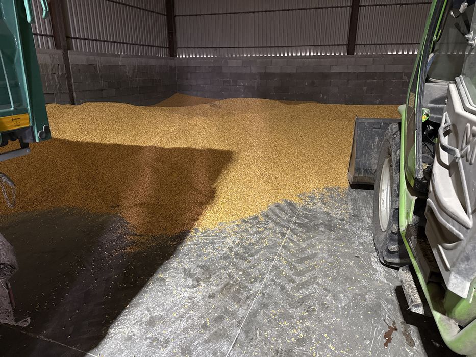 Vand porumb boabe 2025