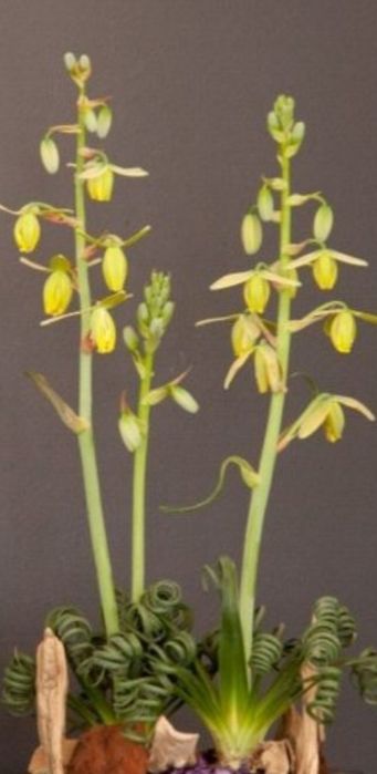 Albuca Spiralis Альбука растение домашнее, цветы комнатные