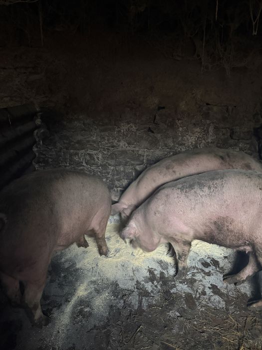 Продавам прасета