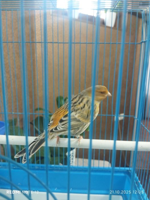 Канарейка самец 8 месяцев