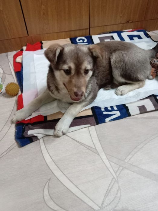 Отдам в добрые руки