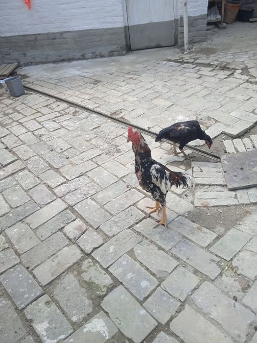 Дакан макион тоза карейс