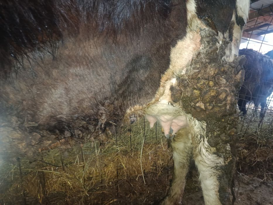 Продам дойную корову