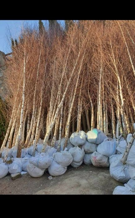 Mestecan si tei transport gratuit