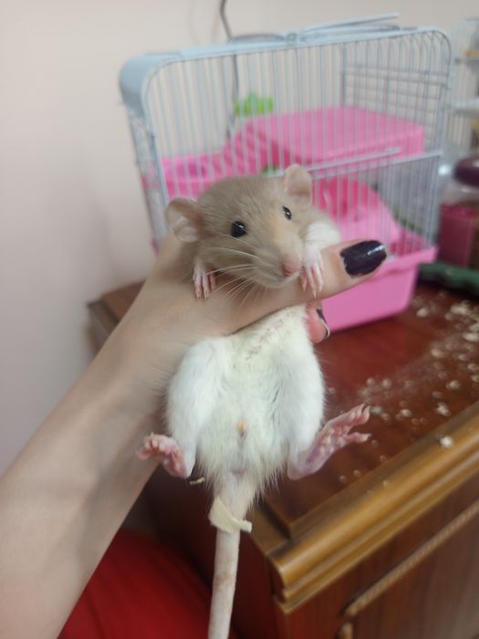 Продаю Крысу с клеткой СРОЧНО!