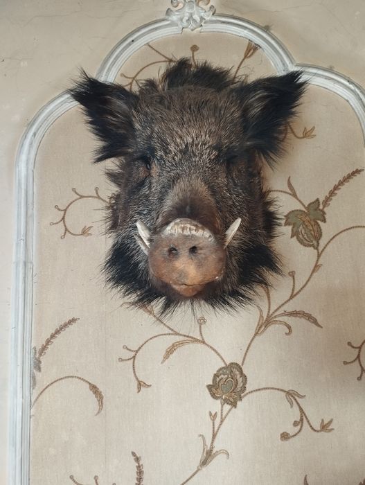 Продам чучила кабана