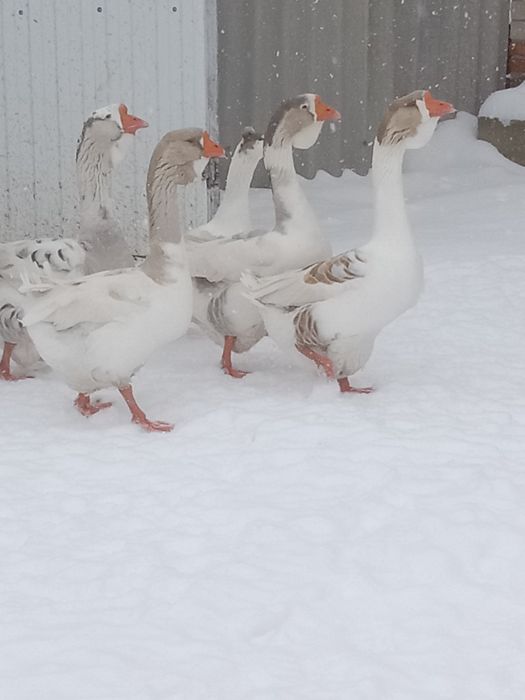 Продам гусей холмогоров