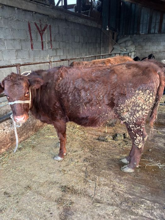 Продам 2 телки.
