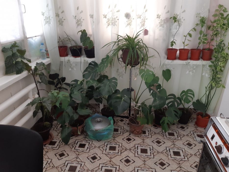 Цветы шикарные.поднимают настроение и улучшают цвет лица