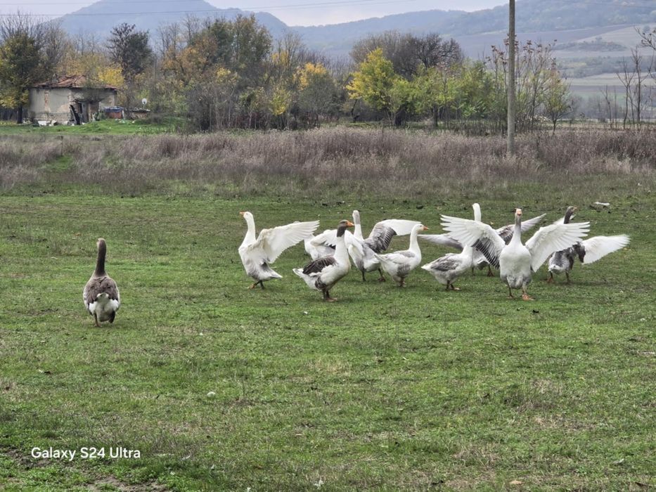 Продавам патки и патоци