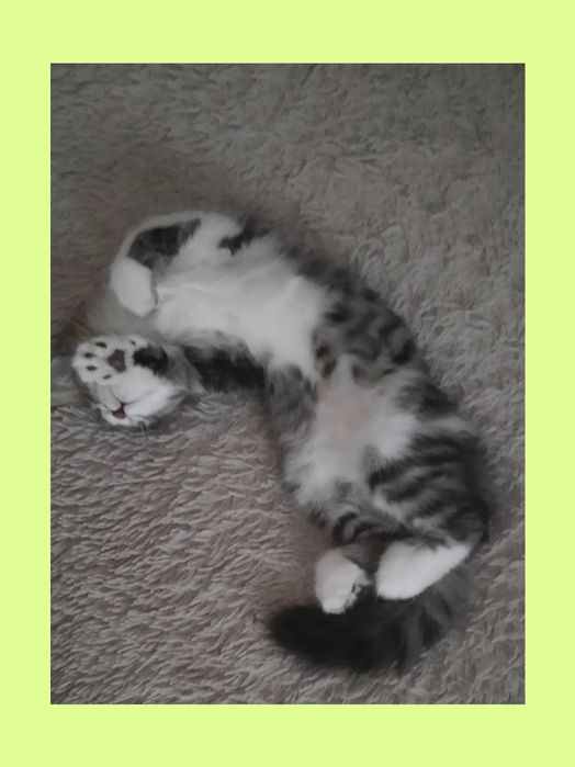 Котенок надёжному хозяину