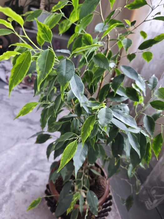 Цветы  комнатные