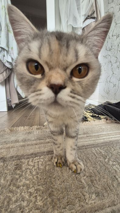 Отдам вечно не довольного кота