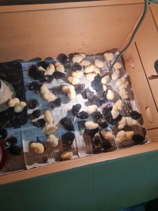 Свободни домашни пилета носачки