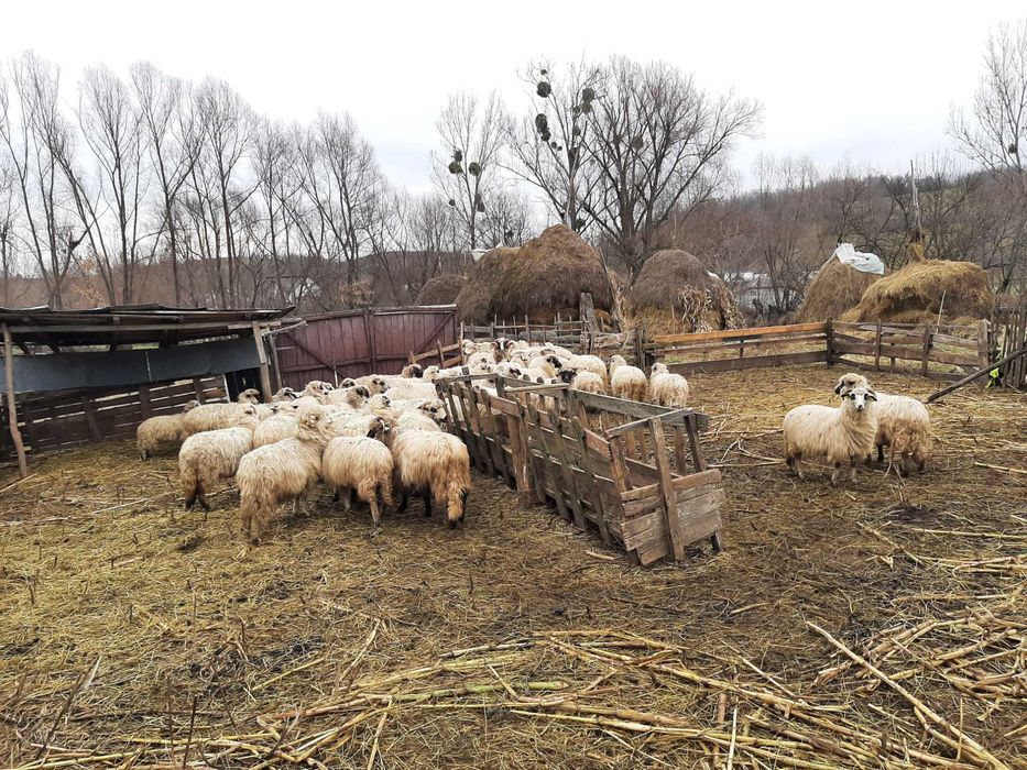 Vând 65 de oi bune, tinere !