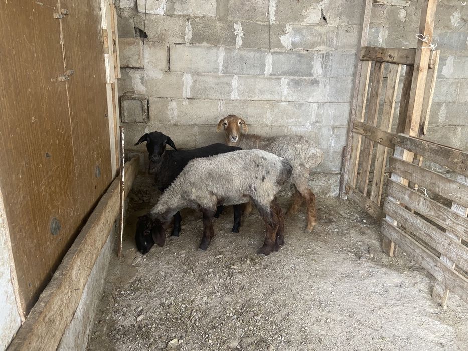 Ұрғашы тоқтылар сатылады