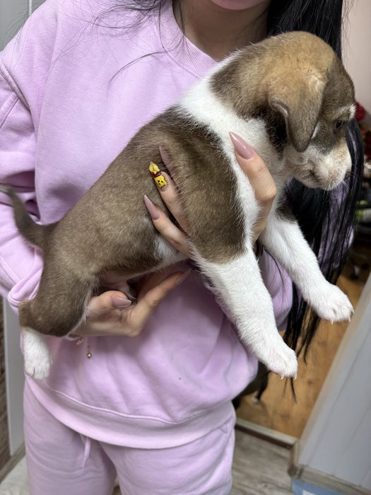 Малки кученца. Подаряват се!