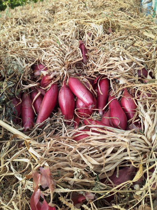 Ceapă roșie de Buzău