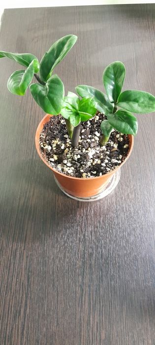 Замиокулькас  Зензи