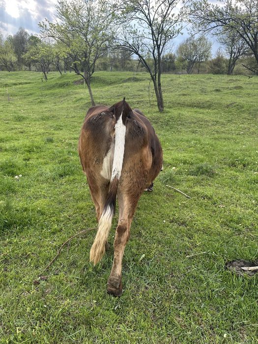 De vanzare ………..