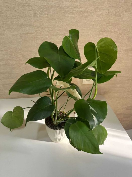 Продам монстеру альба